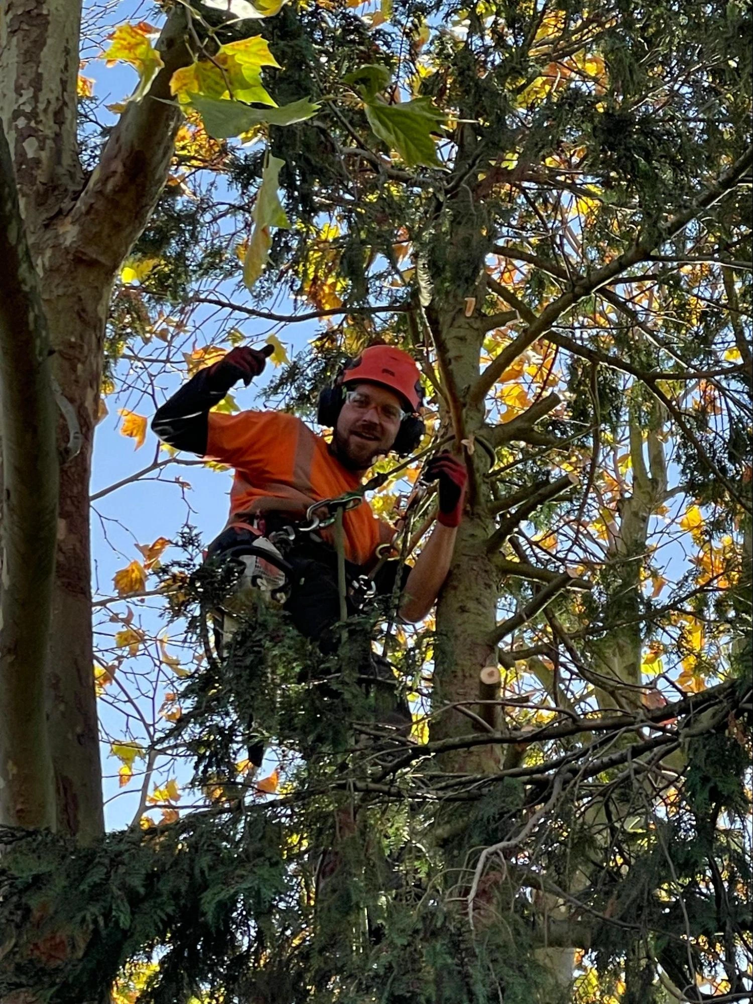 Brentwood Tree Care Experts